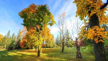 Autumn's Vibrant Tapestry of Colors wallpaper