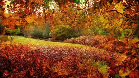 Vibrant Autumn Glade Awash in Colorful Leaves wallpaper