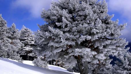 Winter Wonderland with Snow-Covered Trees wallpaper