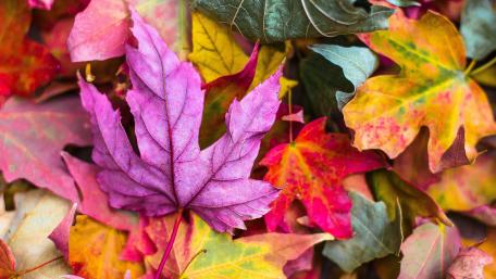 Autumn leaves wallpaper