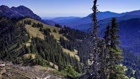 Majestic Mountain Landscape with Lush Trees wallpaper