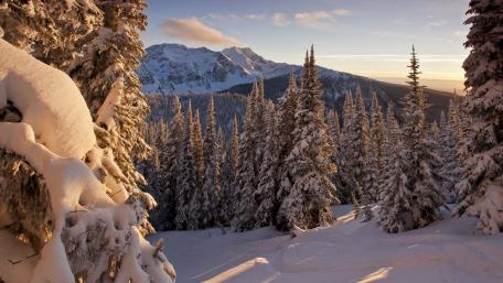 Winter Wonderland with Majestic Pines wallpaper