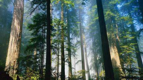 Redwood forest wallpaper