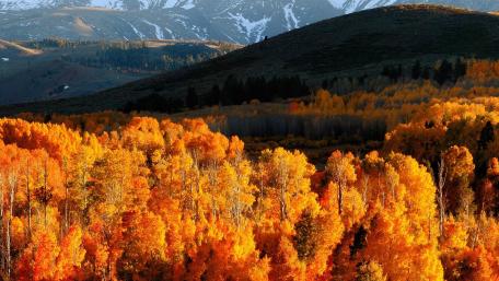 Autumn's Golden Embrace in Nature's Palette wallpaper