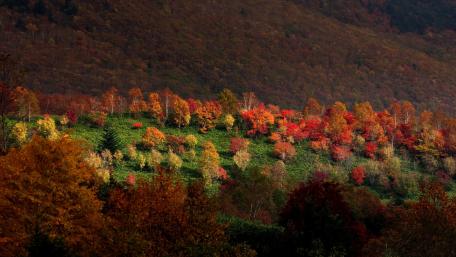 Autumn's Vibrant Embrace wallpaper