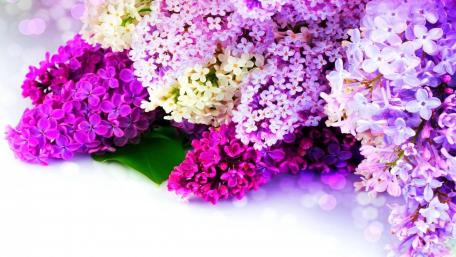 Vibrant Lilac Blooms in Full Bloom wallpaper