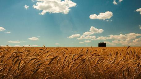 Golden Wheatfield Under a Bright Summer Sky wallpaper