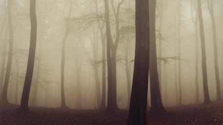 Misty Forest wallpaper