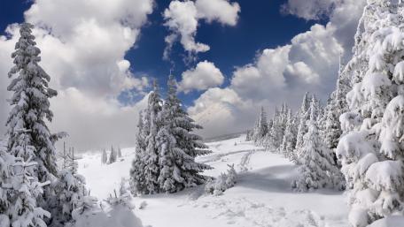 Winter Wonderland in Tranquil Snowy Bliss wallpaper