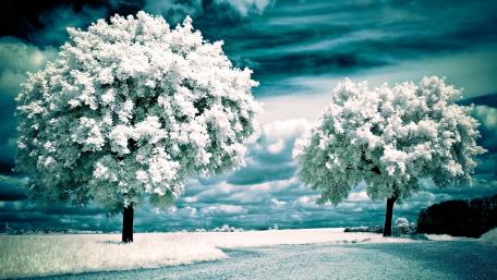 Silent Winter's Embrace wallpaper