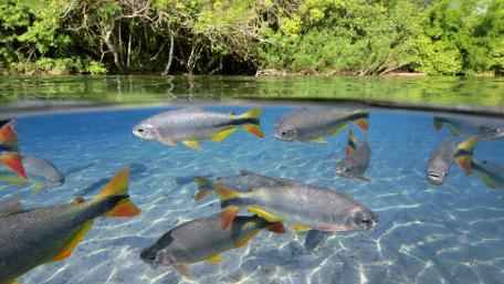 Underwater Serenity with Colorful Fishes wallpaper