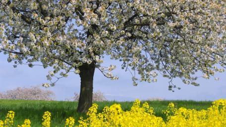 Blossoming Beauty of Spring wallpaper
