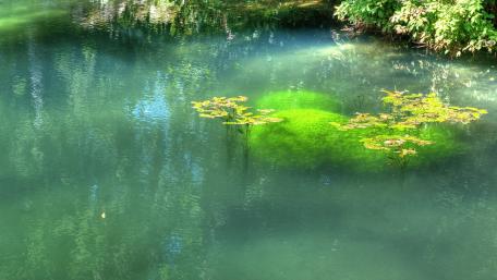 Tranquil Reflection on a Serene Pond wallpaper