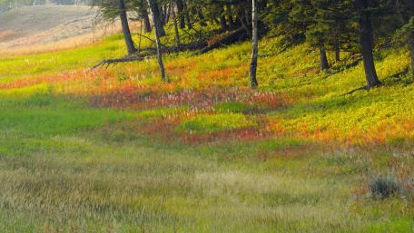 Vibrant Meadow in Autumn's Embrace wallpaper