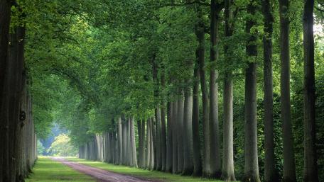 Serene Pathway Through Lush Green Trees wallpaper
