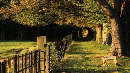 Tranquil Nature Pathway with Fence and Trees wallpaper