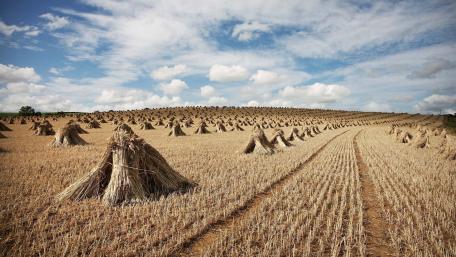 Golden Fields of Agriculture Beauty wallpaper
