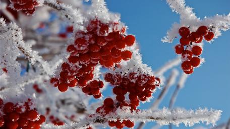 Frozen Berries Glimmering in Hoarfrost wallpaper