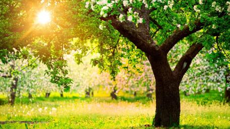 Blossoming Tree in Spring Sunshine wallpaper