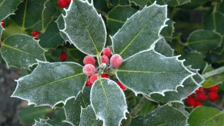 Frozen holly wallpaper