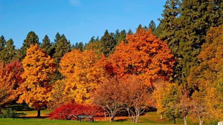 Vibrant Autumn Foliage in Nature's Splendor wallpaper