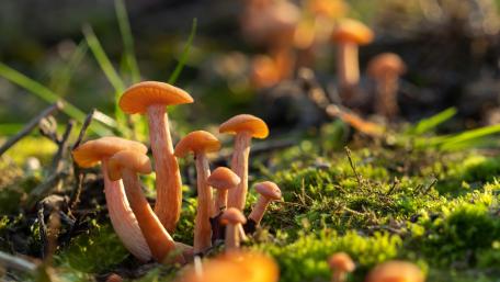 Mushrooms Glowing in Nature's Wonder wallpaper
