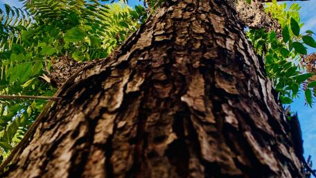 A tree grows in neighborhood wallpaper