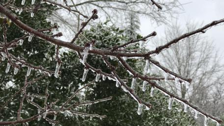 Glittering Icicles on Frosty Branches wallpaper