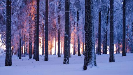 Winter Sunrise in Snowy Forest wallpaper