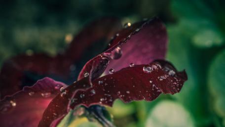 Elegant Dew-kissed Blossom Wallpaper wallpaper
