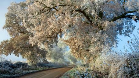 Winter Wonderland Pathway Amidst Frosty Trees wallpaper