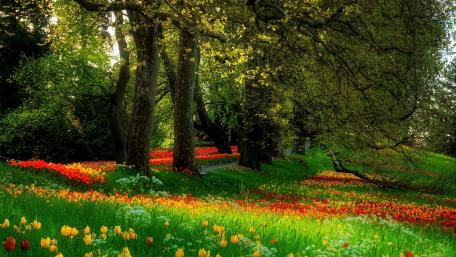 Vibrant Tulip Fields in Springtime Bliss wallpaper