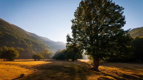 Serene Landscape with Majestic Tree in the Morning Light wallpaper