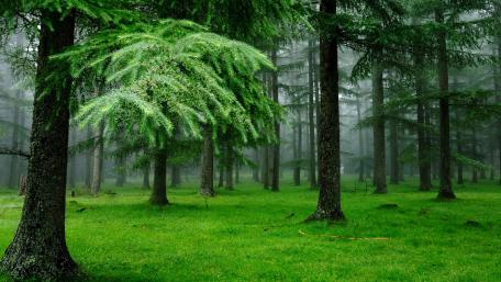 Lush Evergreen Forest Embracing Tranquility wallpaper