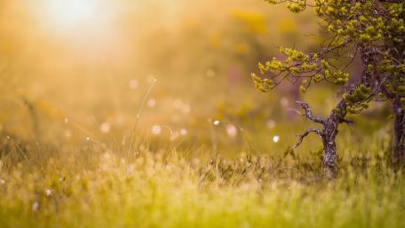Golden Morning Light Over Dewy Grass wallpaper