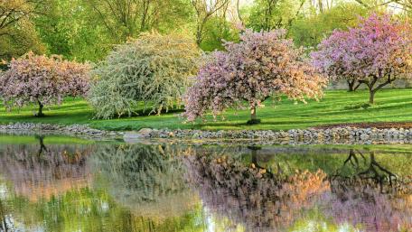 Blossoming Serenity in Springtime Reflection wallpaper