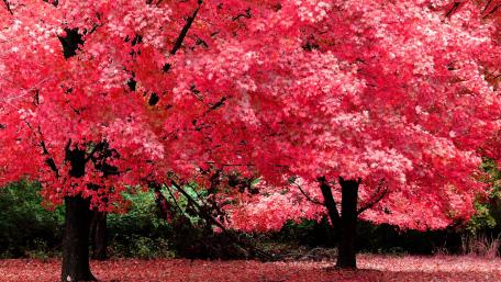 Vibrant Autumn Foliage with Red Trees wallpaper