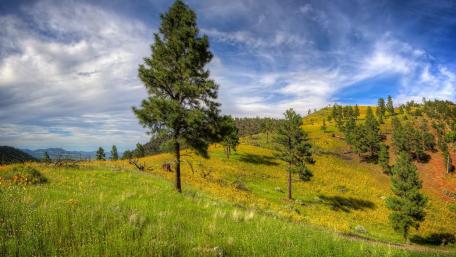Serene Pine Forest Under a Clear Sky wallpaper