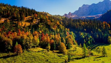 Vibrant Autumn Forest Landscape with Majestic Mountains wallpaper