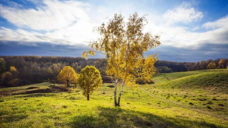Golden Birch Trees in Autumn Splendor wallpaper