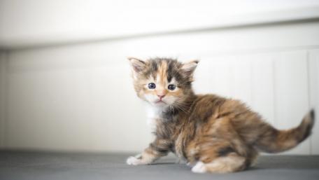 Charming Kitten Capturing Hearts wallpaper