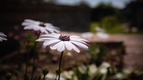White flower wallpaper