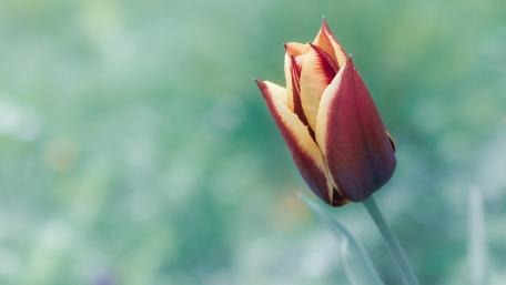 Tulip wallpaper