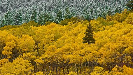 Golden Autumn Splendor in the Forest wallpaper
