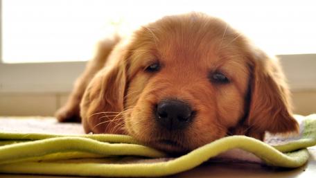 Adorable Golden Retriever Puppy Relaxing on a Blanket wallpaper
