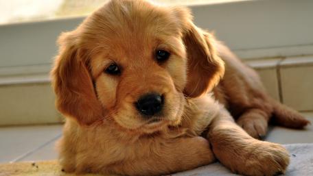 Golden Retriever Puppy Cuteness Overload wallpaper
