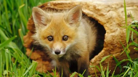 Adorable Fox Cub Emerging from a Log wallpaper