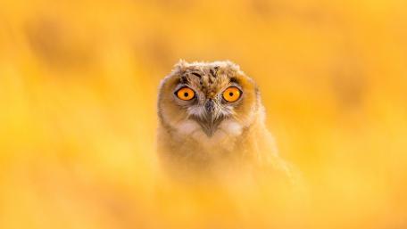 Majestic Owl in Golden Hues wallpaper