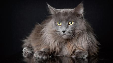 Majestic Maine Coon Cat Wallpaper wallpaper