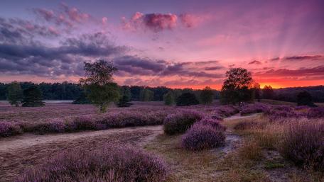 Lavender Fields at Sunset Glow wallpaper